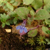 Lobelia heyneana Schult.